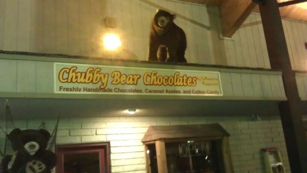 Chubby Bear Chocolates