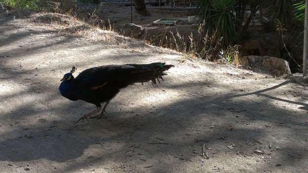 Blackstar Canyon- Encounter With A Party Of Peacocks & Peahens
